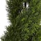 6ft. Potted Double Pond Cypress Spiral Topiary Tree